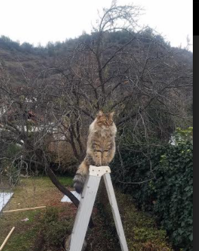 卡瓦哈尔铁闸封路，土耳其三球完胜喀麦隆