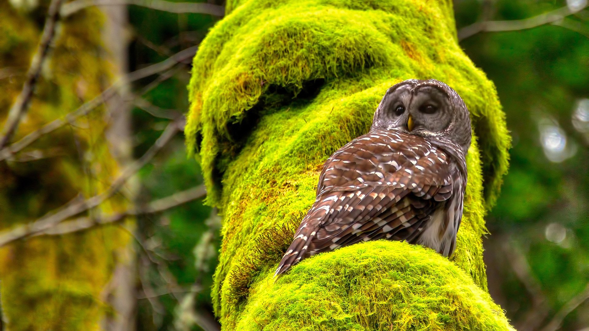 国王主场击溃公牛，米切尔末节17分封神