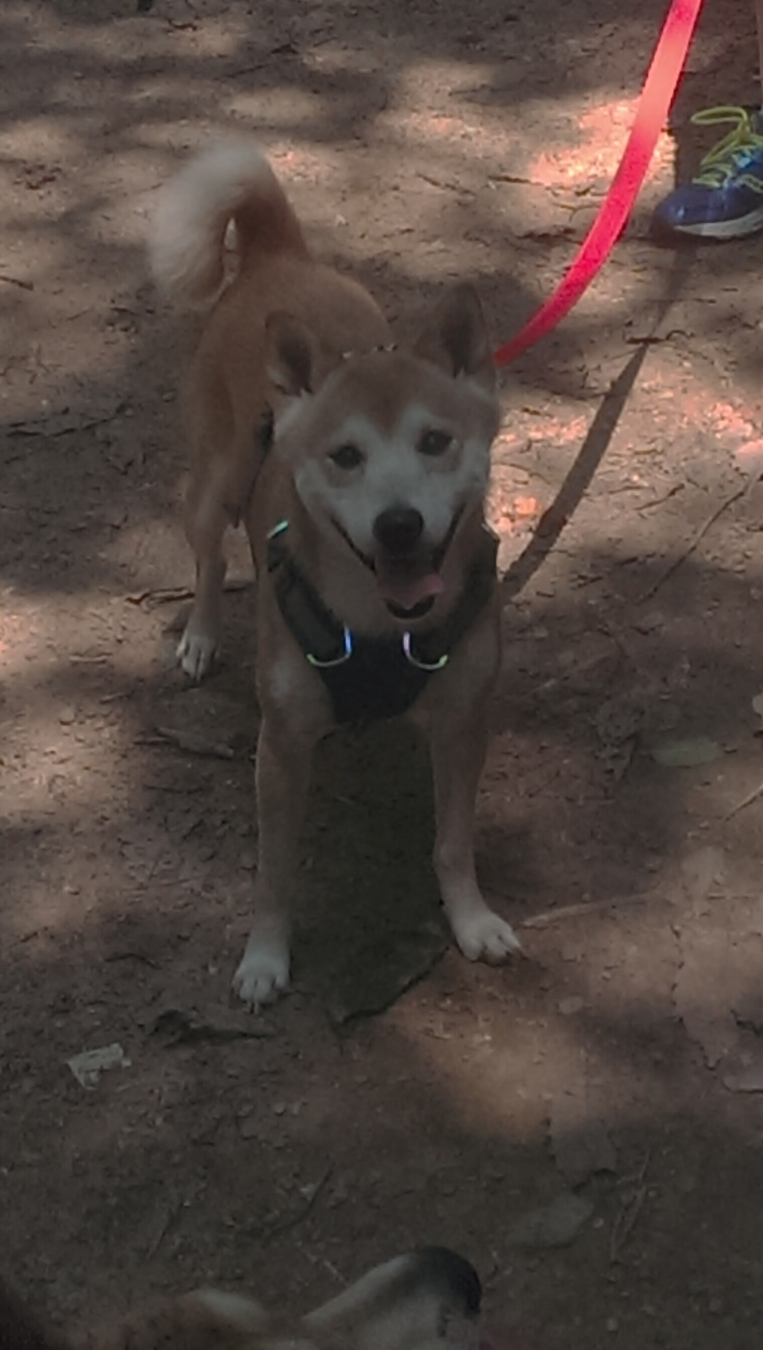 文班亚马未来已来,29+18+10封盖!马刺新王用全能盛宴宣告联盟变天