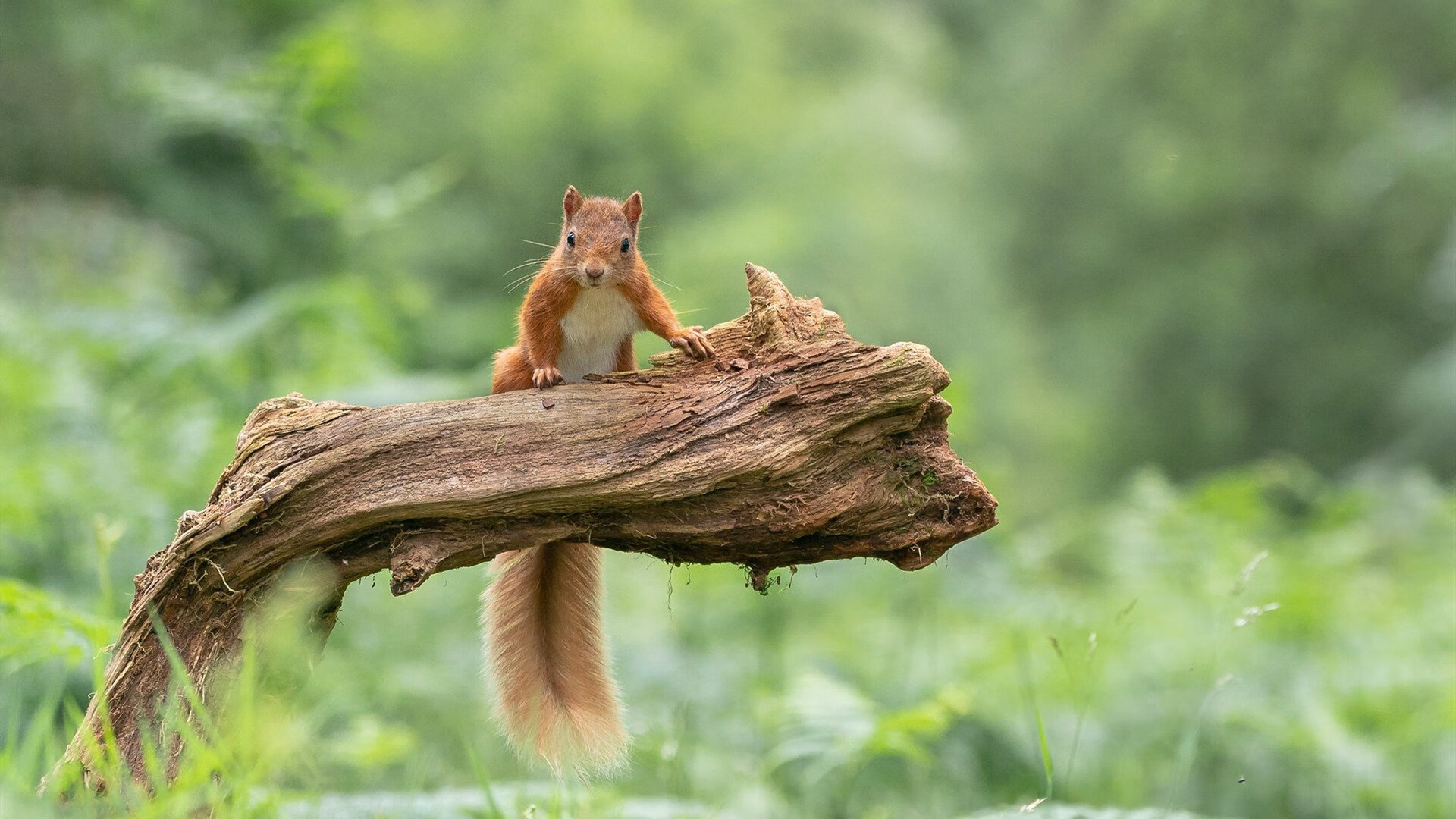 数据英雄与团队利刃，足球美学的两极碰撞