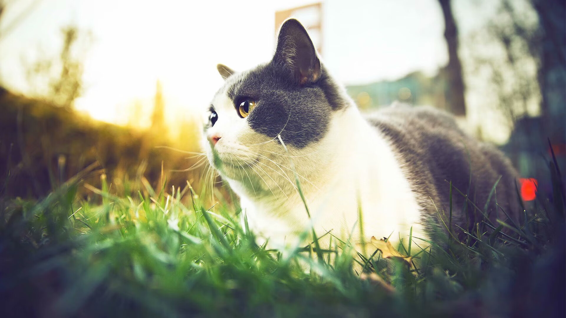 末节惊变！爱德华兹狂飙17分，关键先生单骑救主助广厦带走黄蜂