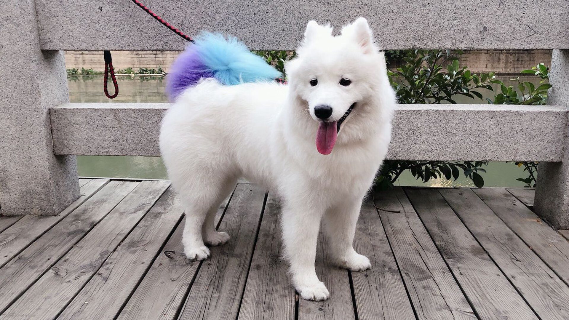 激流与磐石，皇家社会踏平尤文，阿拉巴展现巨星价值