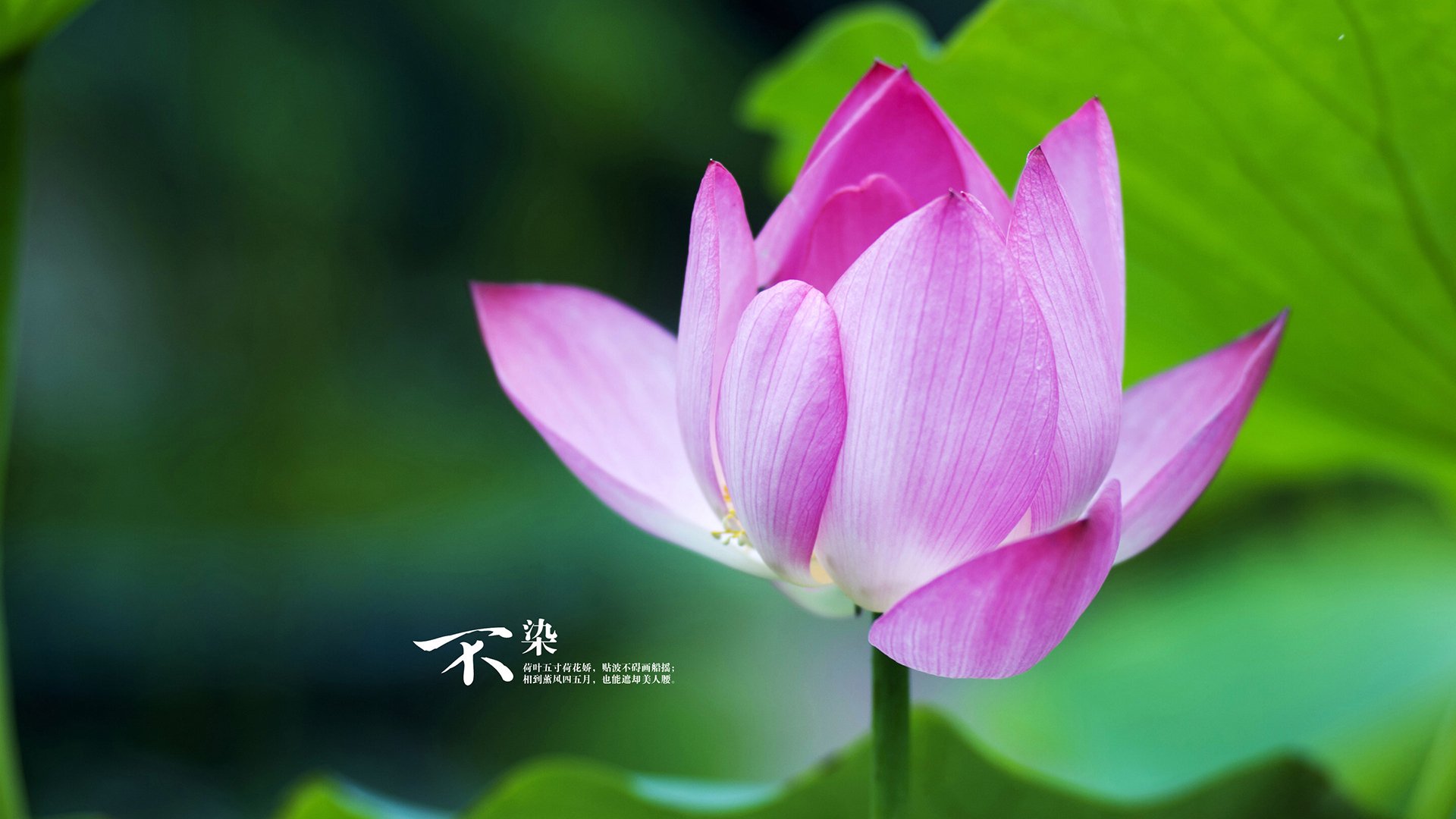 东决假想敌轰然倒地,奇才如何在雄鹿的霸权废墟中绽放?