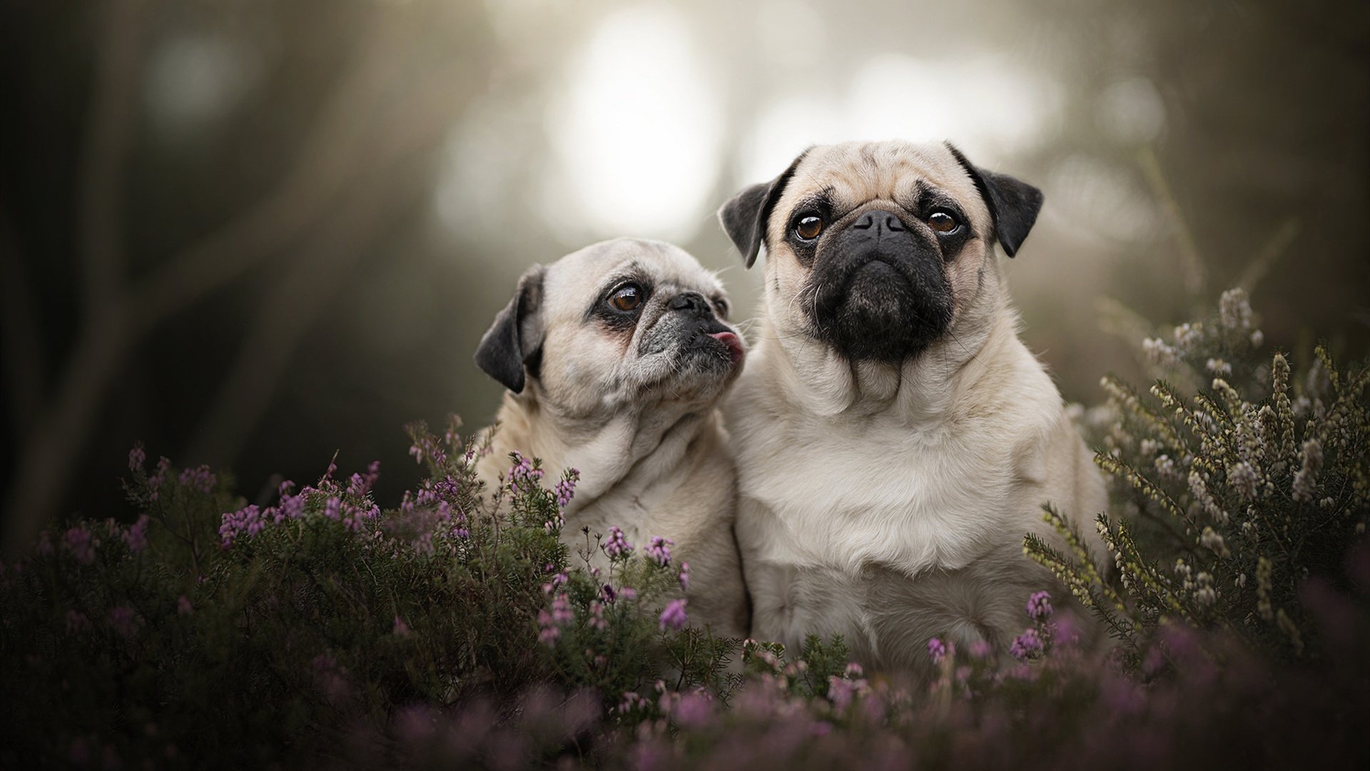非洲风暴席卷欧陆，塞内加尔制霸西班牙，世界排名争夺战引爆焦点