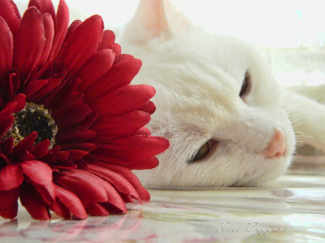 福克斯掌控全局,灰熊独行侠激战,走势尽在猎手囊中