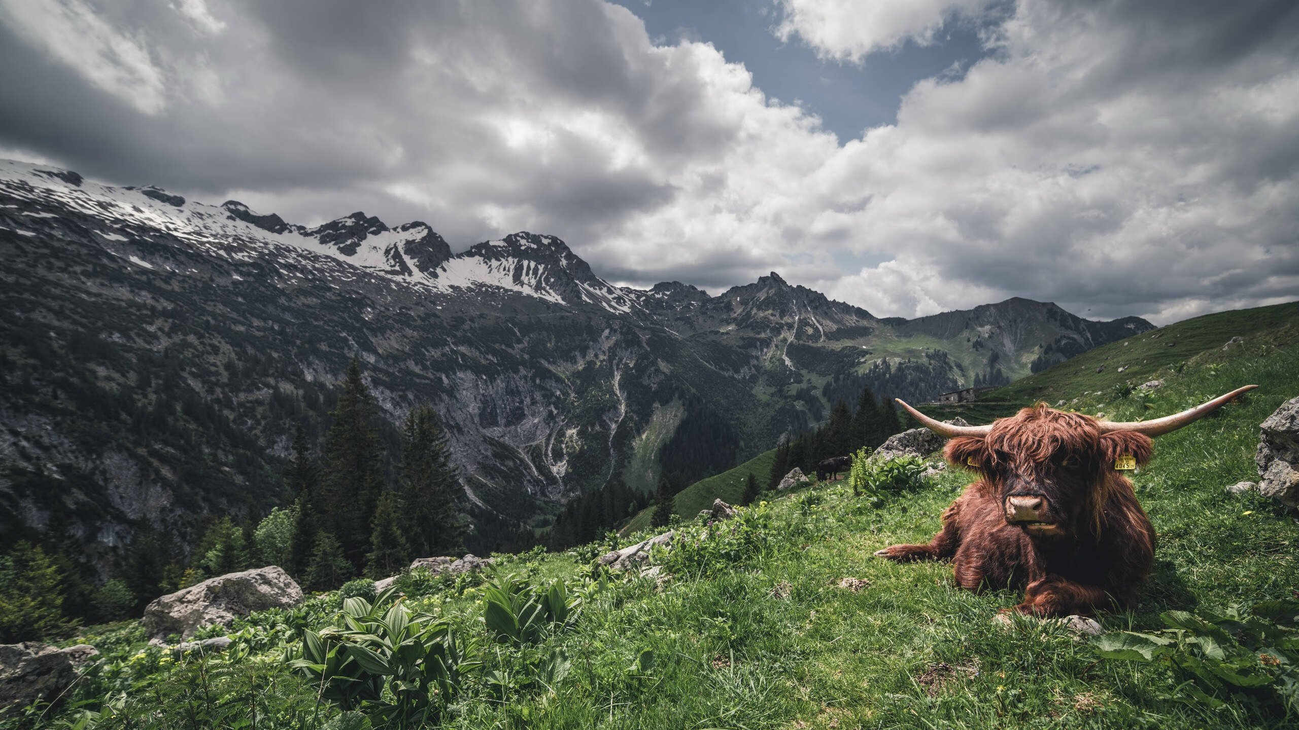 铁壁与闪电，库尔图瓦神扑难挽狂澜，法兰西刺客末节终结皇家社会