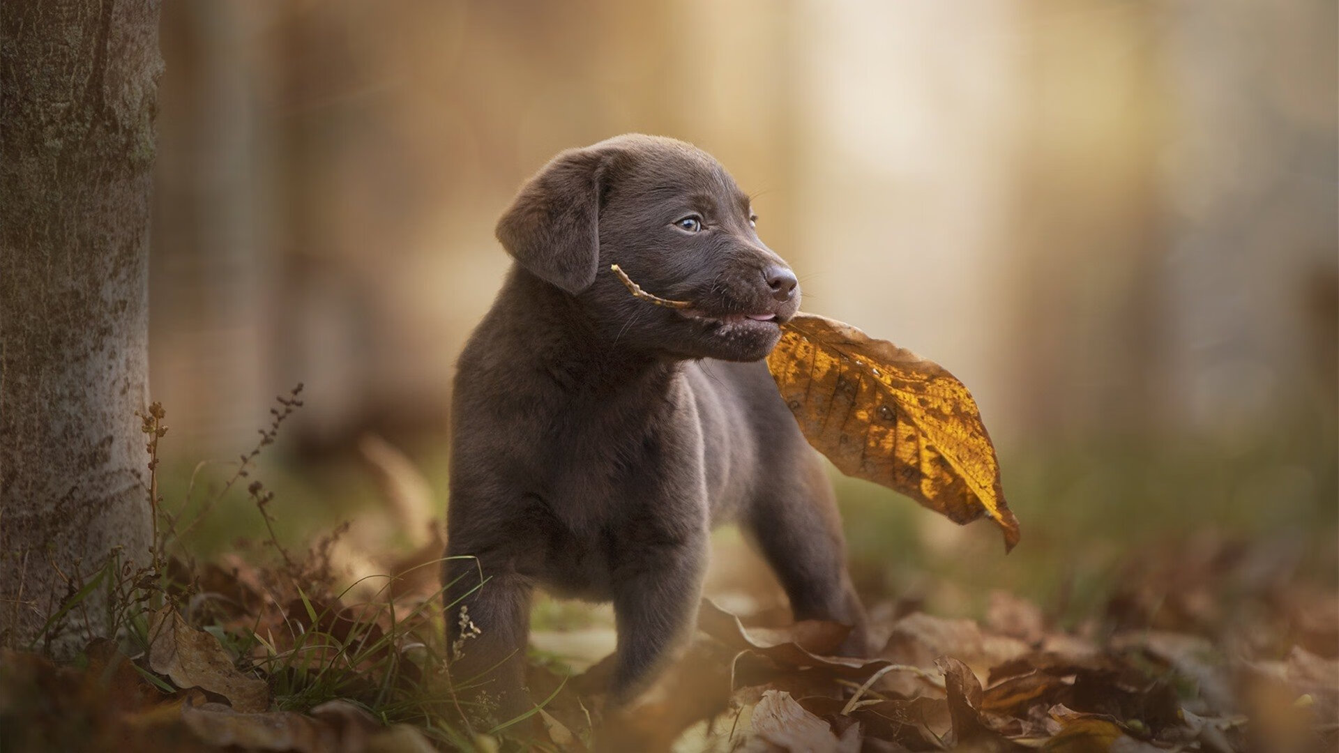 跨界传奇,弗拉霍维奇在NBA总决赛之夜的统治盛宴