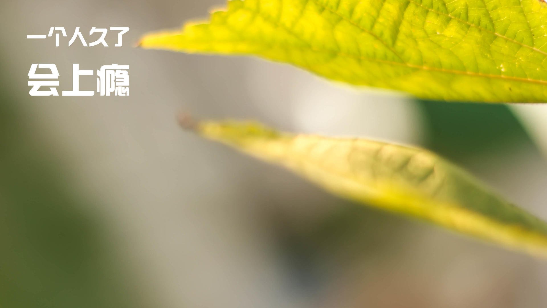 日本力量决胜德甲巅峰战,勒沃库森争冠梦碎