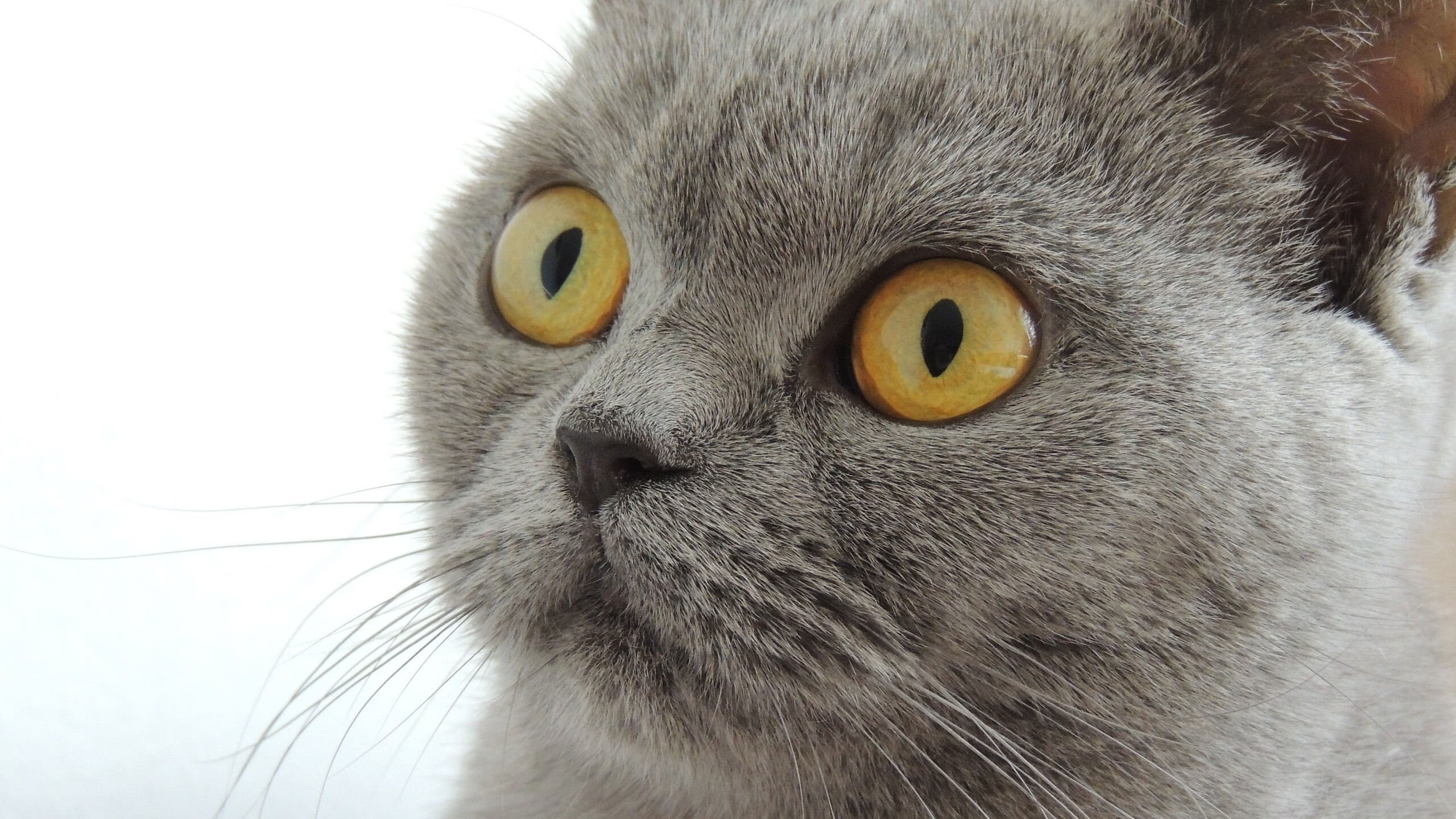 东契奇附体?广厦关键先生不手软,稳扎稳打力克山西