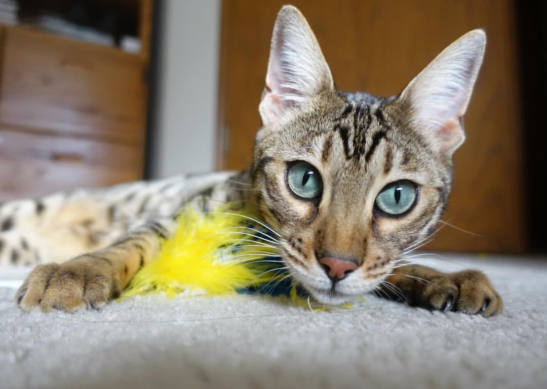 城市之光与暗涌，当深圳绝杀掘金，英格拉姆于德甲战场加冕