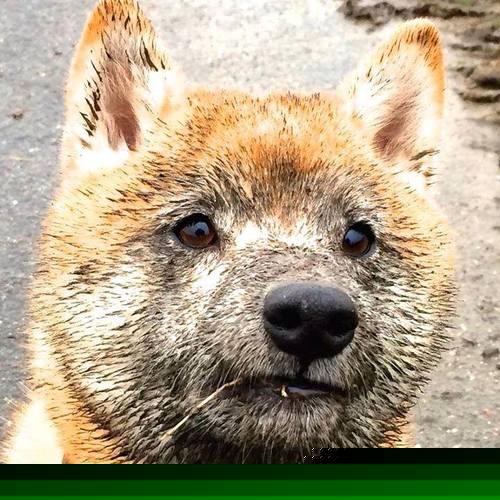 德里赫特爆发引领AC米兰压制突尼斯,友谊赛3-0完胜展露新赛季獠牙