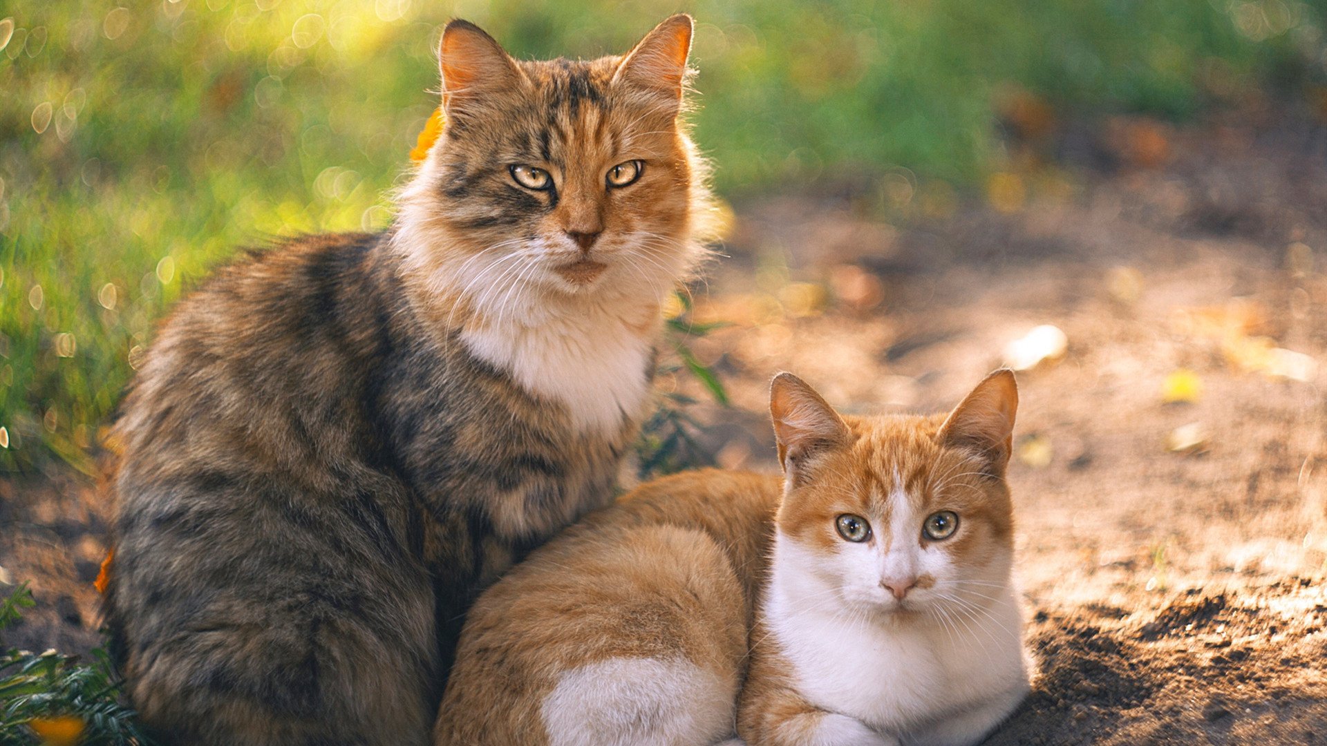 数据爆炸！内马尔闪耀赛场，哥斯达黎加加时力克伊朗，足球之夜的激情与传奇