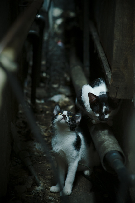 字母哥血洗上海滩，当希腊怪兽在中国赛场露出獠牙