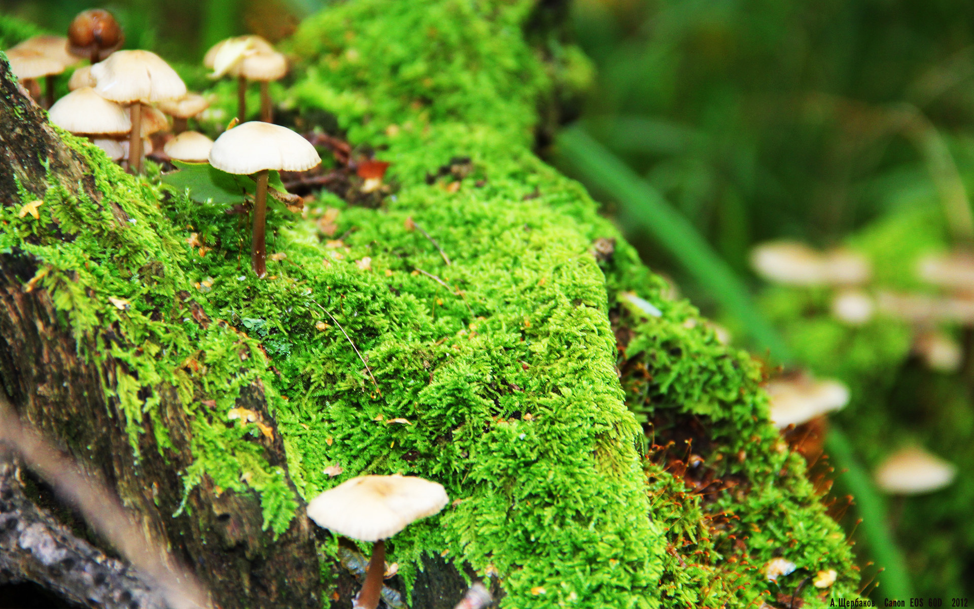 他选择成为一座监狱