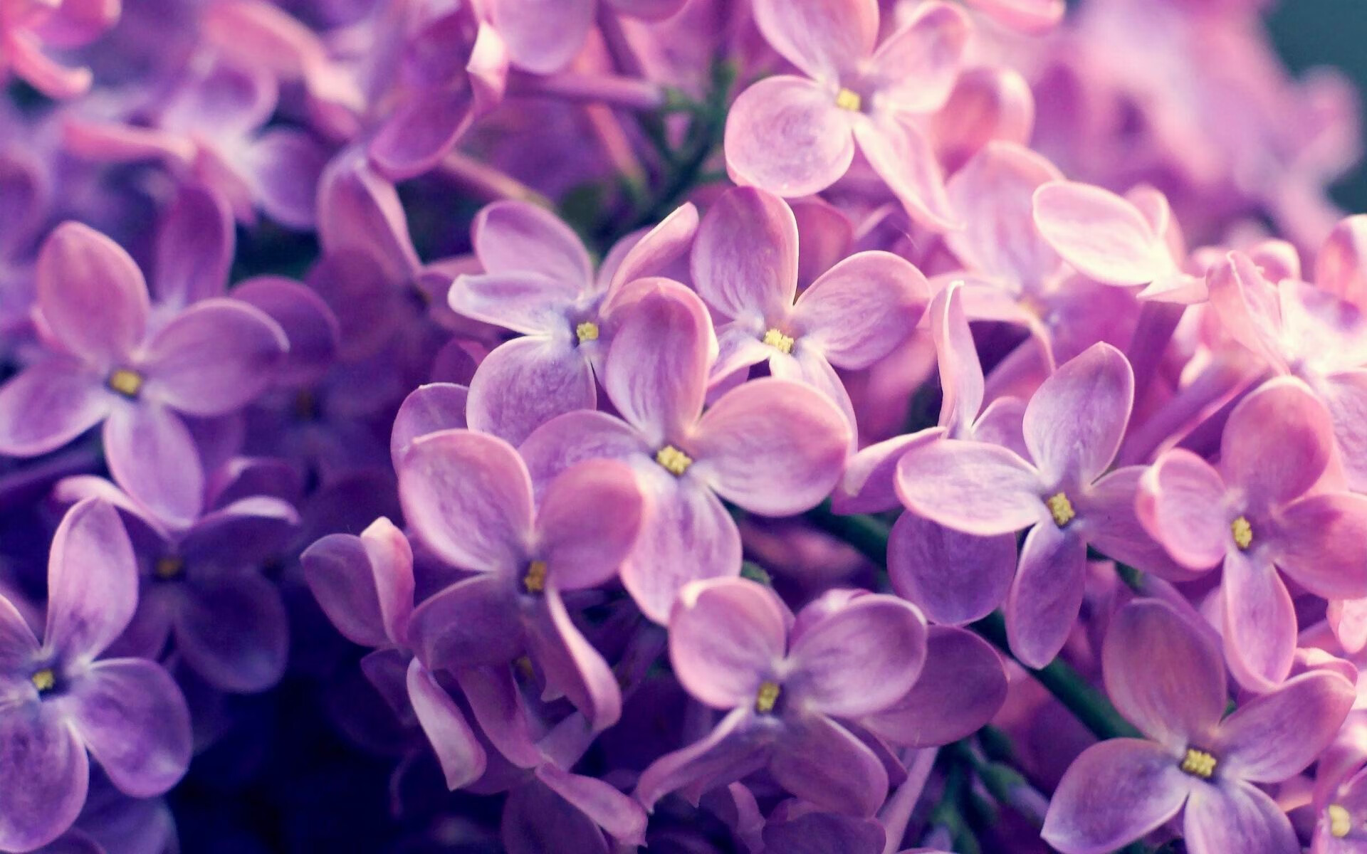 跨越联盟的想象之战，东契奇无解表现征服全场，辽宁队虽败犹荣